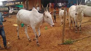 Good looking Hallikar ox pairs of Farmer Kempe Gowda drinking water in Vijipura Town, Devanahalli Tq