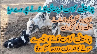 Cholistani x frisian cow ki calving hogai hy | cholistani cow ne bcha de diya | best breed cholistan