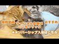 茶々パパとぽちゃくんが喧嘩！その時、即座にあの子が駆けつけた！ 猫 マンチカン