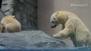 サバとサツマイモを食べるホッキョクグマ　クルミ~Polar Bears