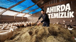 Ahır Temizliği-/Yumurtaları Topladım!