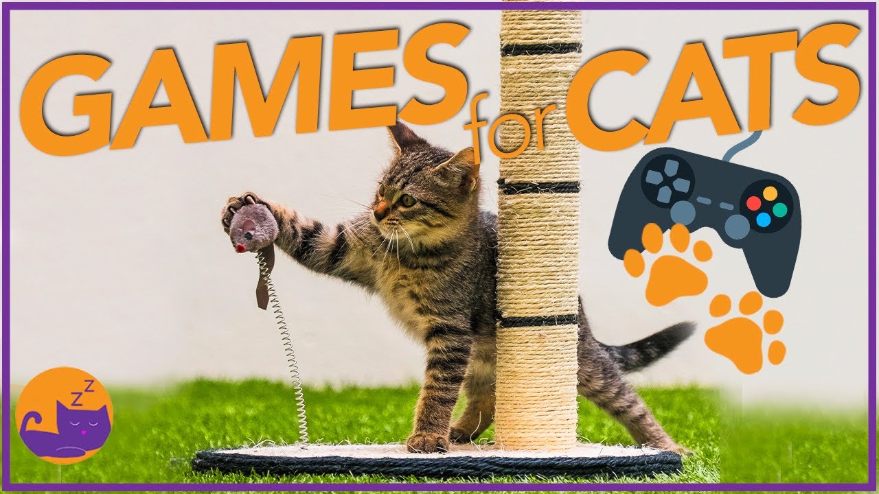 Cat Games 7 In 1 Interactive Videos For Cats Squirrels Lasers More