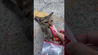 CAT停車場，小屁貓吃肉泥！ #可愛い猫 #cat #貓咪 #catvideos #貓 #流浪貓 🥰