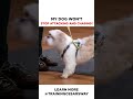 my dog won t stop attacking and chasing dogs dog cesarmillan dogtraining