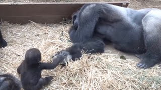 Gorilla⭐️Kintaro tries to play with Gentaro and Momotaro while being stopped by Genki.【Momotaro】