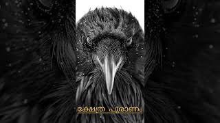 അപകടം സംഭവിക്കുന്നതിന് മുൻപ് കാക്ക നൽക്കുന്ന സൂചനകൾ