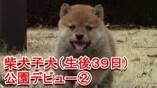 柴犬子犬（生後39日）公園デビュー②