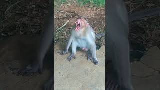 monkey yawning #monkey #yawn #shorts