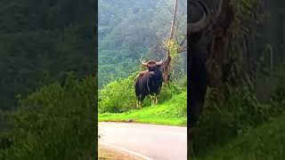 കാട്ട് പോത്തിനെ യും ആനയെ യും ഒക്കെ കണ്ട്‌ ഒരു അടിപൊളി ഡ്രൈവ് #indiangaur #elephant #roadtrip