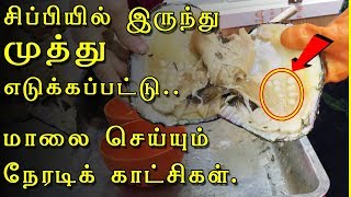 முத்து எடுத்து மாலை செய்யும் அரிய வீடியோ | Pearl manufacturing from oyster in Tamil