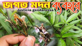 জগত মদন, তিতা বাহক, বাকস,  Jusicia, Jisticia gendarussa,  Willow Leaved Justicia, জাত্রাশী,  জাতরাশি