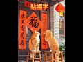 橘猫除夕帮忙贴对联！祝大家新年快乐！happy chinese new year