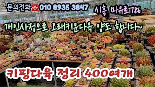 오래키운 개인 매니아다육 400여개 정리합니다☆창 군생 코너 리톱스등☆가격절충해드려요☆시흥에이클키핑장*유료광고포함 *