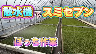 【ビート】散水機でスミセブン散布。いつもはサポートが居ますが今日は１人で行います。