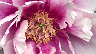 Japanese Tree Peonies