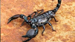 Scorpion Control | Cave Creek, AZ – Cummings Termite \u0026 Pest Control