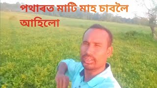 ৰাইজ আজি পথাৰত মাটি মাহ চাবলৈ আহিলো