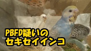 新入りセキセイインコ雛にPBFD疑いが出ました