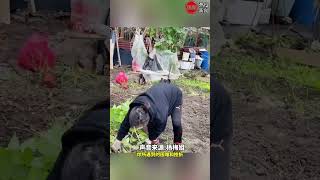 在巴黎开荒种菜的莆田杨梅姐，历经6个月菜地终于合法化，手续政策取得市长特批#种田 #异国他乡 #中国人