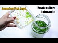 How to culture infusoria - aquarium fish food