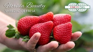 EMCO CAL - Variedad de Fresa Florida Beauty - Subtítulo en Español