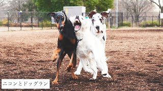 ニコンとドッグラン 『ドーベルマンと暮らしています。』#25