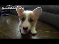 20141122 part 7 cute puppy vs hand コーギー子犬 対 手 welsh corgi pembroke