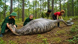 72 Hours Of Terror: Giant Python With Huge Swollen Belly Hunts Farmers In The Jungle! No Escape!