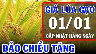 Giá lúa gạo hôm nay 01/01/2025: Bảng giá lúa, giá gạo mới nhất | Việt Nam Mới