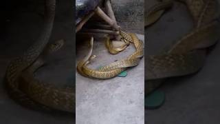 Indian rat snake dhaman #snake #shorts #wildlife