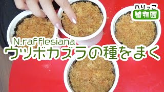 【食虫植物】ネペンテスの種をまく！発芽すれば脱初心者？！低地性ラフレシアナの種を大量にGETしたので増殖していく。【ウツボカズラ】再掲