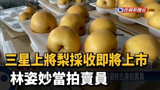 三星上將梨採收即將上市 林姿妙當拍賣員－民視台語新聞