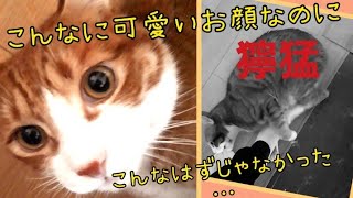 【保護ねこ・やんちゃねこ】のびのび育てるとこうなる？！ウニ１才♂️・攻撃力100