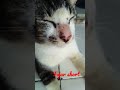 CARE BEBEK - JEGEG BULAN #trending #viral #funny #tiktok #soundviral #shorts #short #kucing #cat