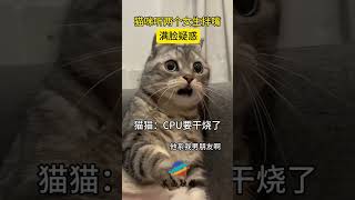 猫咪听两个女生吵架 #猫咪表情包 #猫 #猫咪