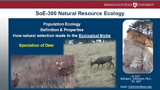 Sympatric speciation of North American Deer