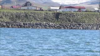 Hrisey to árskógssandur ferry trip