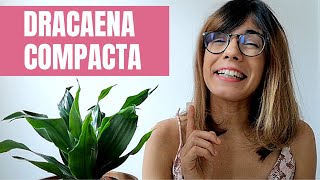 Dracaena compacta - how to care for janet craig plant