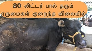 20 லிட்டர் பால் தரும் எருமைகள் குறைந்த விலையில் | Murrah Buffalo