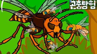 곤충탐험 #14 꿀벌 vs. 장수말벌 전투 | Honey bee vs. Vespa mandarina | Insects animation ★ GeniAdventure