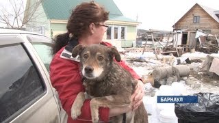 Правоохранители отказались возбуждать уголовное дело по факту массовой травли собак в Барнауле