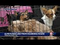 ‘Horrible conditions’: Over 60 dogs rescued from decaying home in Franklin County, Missouri