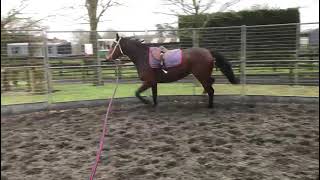 Epaulette ex Emerald Fire 3yo filly