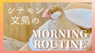 【文鳥】ことりのモーニングルーティン【かわいい】