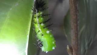 Common Leopard (Phalanta phalantha) larva preparing to pupate