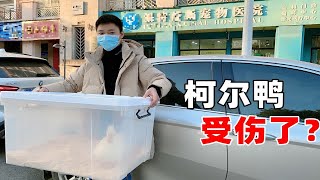 柯尔鸭后续：早上起来发现小鸭子竟然受伤了？赶紧带去医院看看