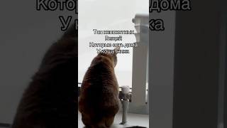 А какие вещи есть у вас ? #милыекошки #питомцы #питомец #вещи #котэ #кошка#умныйкот#домашниеживотные