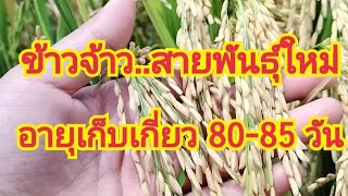 ข้าวจ้าวสายพันธุใหม่  อายุการเก็บเกี่ยว 80-85 วัน