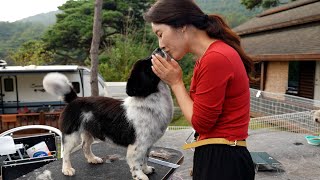 [재능기부]충남 보령 유기견아이들💕해질때까지 신나게 미용하고왔어요‼️