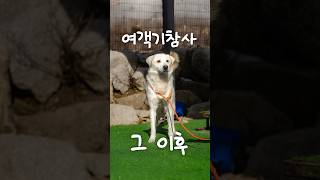 여객기 참사 이후 홀로 남겨진 강아지 #shorts